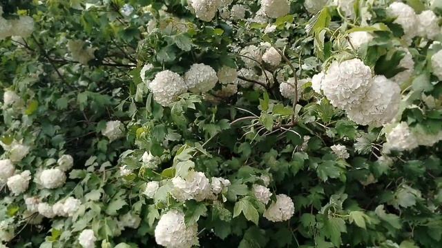Цветение калины Бульденеж 27.05.25.