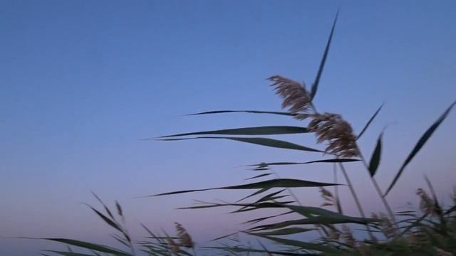 Открытие на утку 2018. Ставропольский край. Нефтекумский район.Видео