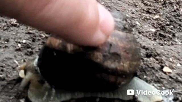 🐌 ДУШЕВНАЯ ПЕСЕНКА ПРО УЛИТКУ// ВЕСЕННИЙ ДОЖДЬ//АТМОСФЕРА...😌