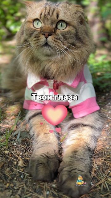 Самые красивые и нежные глаза!😻 #котик #твоиглаза #милыйкотик
