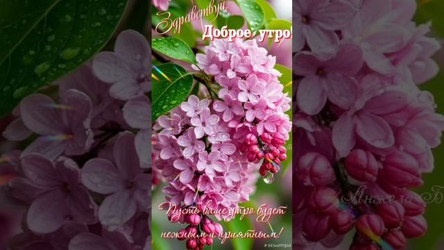 Доброе утро 💖Пусть ваше утро будет нежным и приятным🎀💖