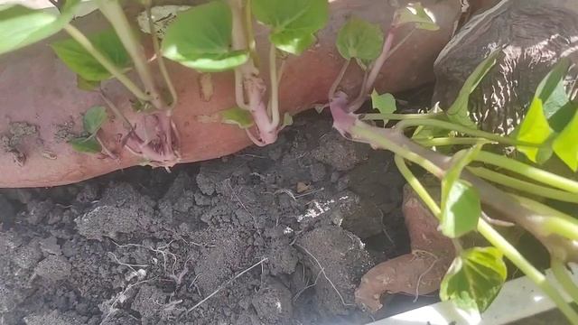 Все о батате за 10 мин. Выращивание, хранение