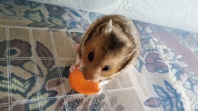 Мой пушистый комочек ❤️
