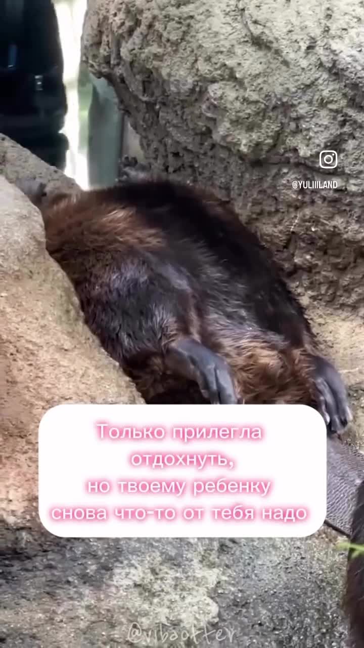 Бобер лежит/спит на спине и встает/просыпается 🦫