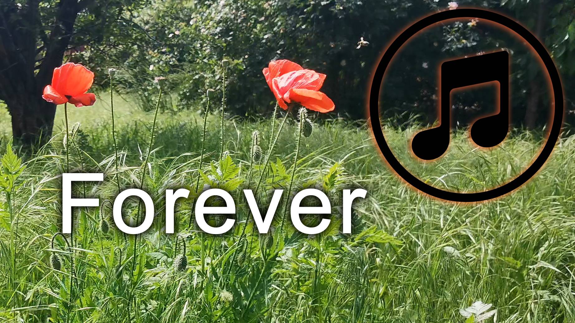 Forever - музыка для отдыха и работы | Маки