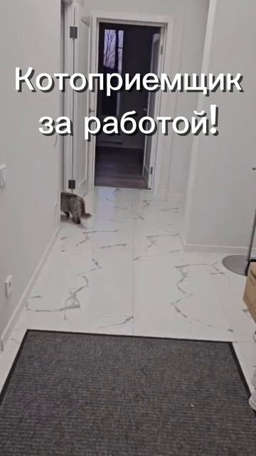 Приходил котик-дом проверял!