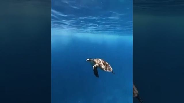 Сказочный Мир Океана....