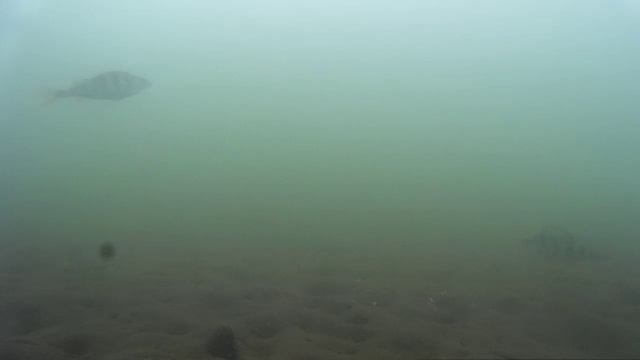Подводное видео. Весенняя вода. 04.04.17.
