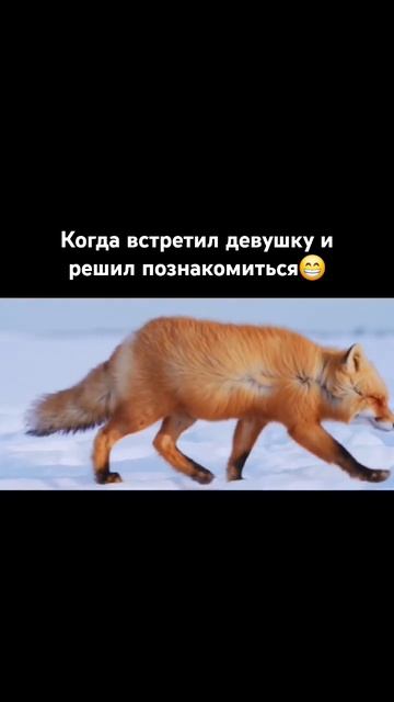 Когда встретил красивую девушку