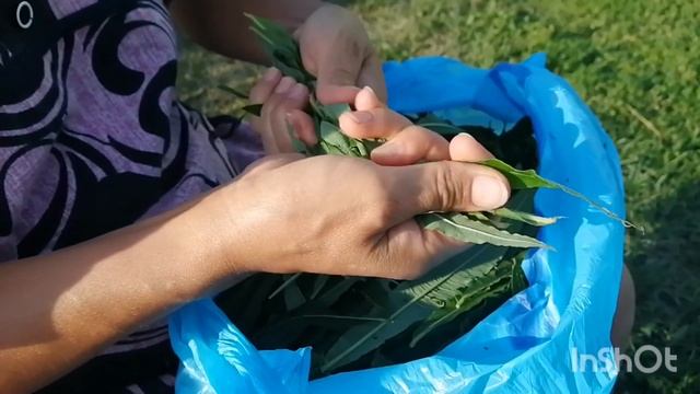 Иван чай. Ферментируем и сушим.