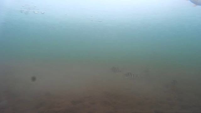 Подводное видео. 6 апреля 2017 года.