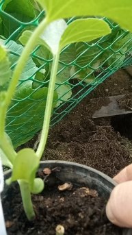 Высадка рассады дынь в теплицу