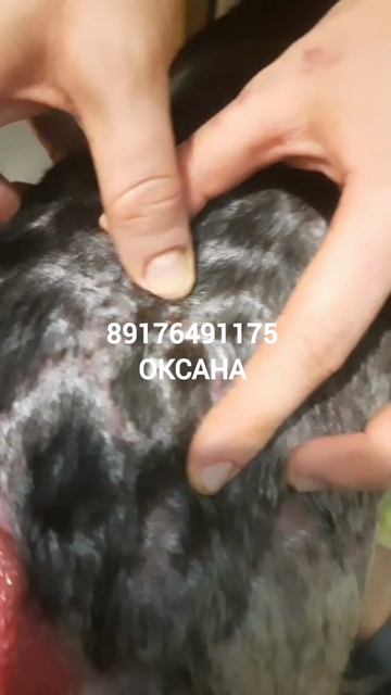 Пёсик Миша ищет дом и добрые ручки