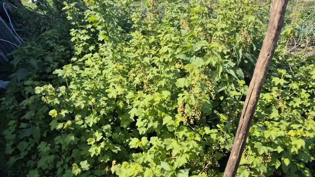 Хрюши едят крапиву/холодина/поехала заказ увезла