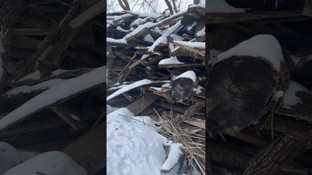 Нашли элитные дубовые доски под снегом