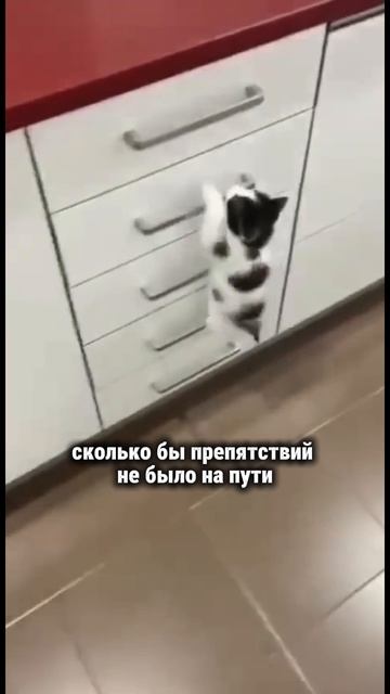 Как ты относишься к препятствиям? #творец #раскрытиесердца #препятствия #знаниесила