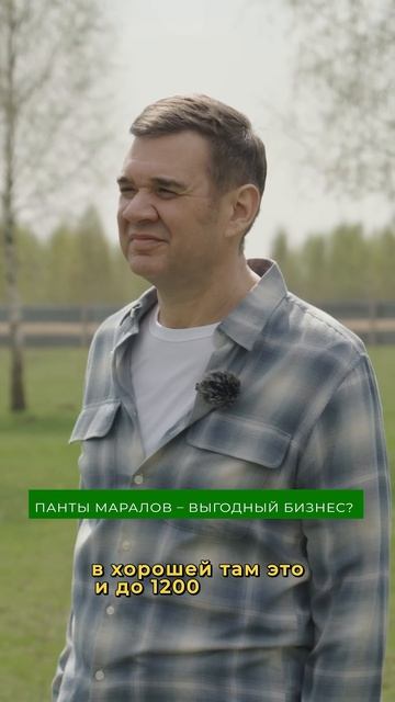 Оленьи рога - ЗОЛОТАЯ ЖИЛА? Правда или миф