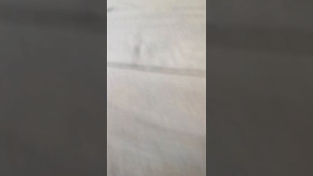 petal_20250528_120848.mp4