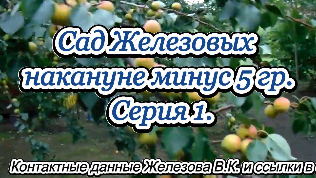 Сад Железовых накануне минус 5 гр. Серия 1.