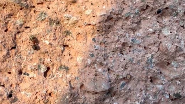 Мелкие муравьшки, показываю чем занимаются