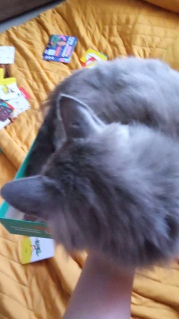 котёнок в аимунатаре