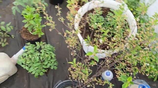 Заморозки, снег, холод за 3 дня до лета, как утеплила томаты, огурцы и перцы, чтобы не замерзли