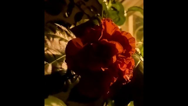 РОЗА РОСТ