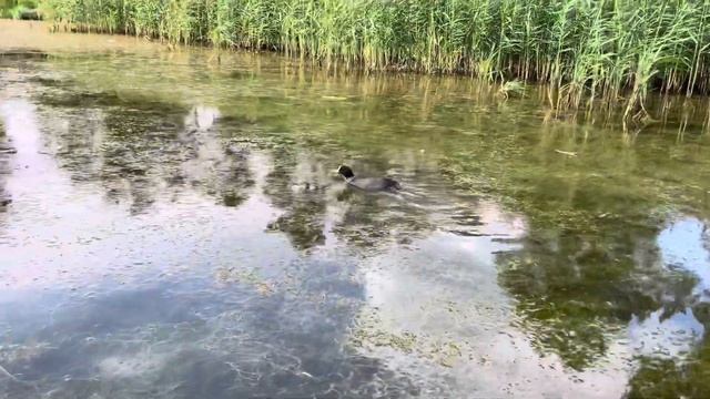 Катамаран «Фламинго»: водная прогулка🦩