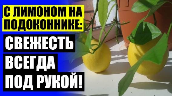 💣 Лимонное апельсиновое дерево купить 😎 Как правильно выращивать лимон дома