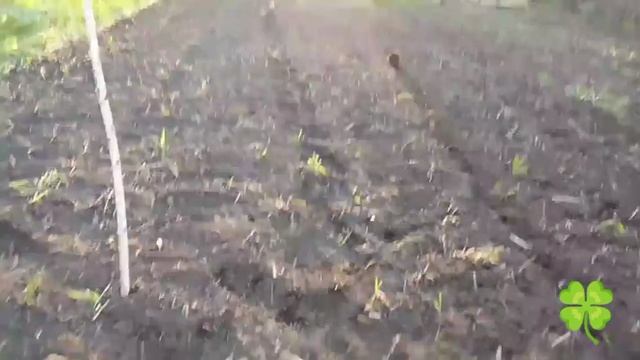 Огородно_ посадочные работы . 🌽🥕🥔🍆🥑🥥🫒