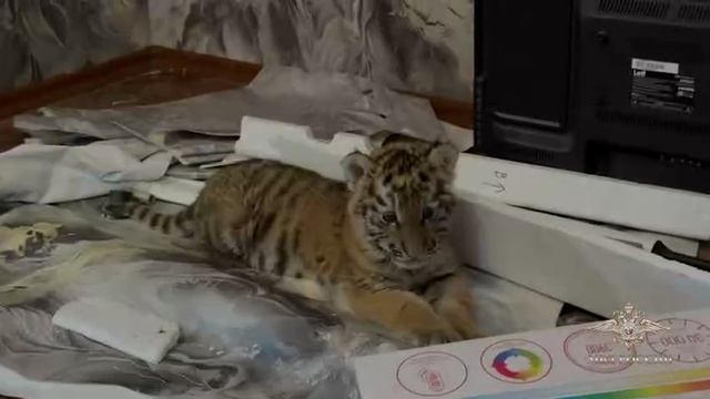 Детеныша краснокнижного амурского тигра  полицейские нашли в одной из квартир города Стаханова ЛНР.