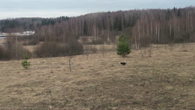 Проснулся на тетеревином току. 4К.