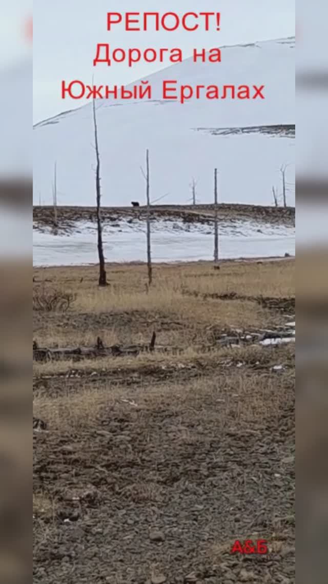 РЕПОСТ! Потапыч ходит! 25.05.2025