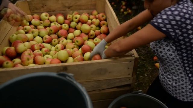 ФГ Коник - соки прямого віджиму