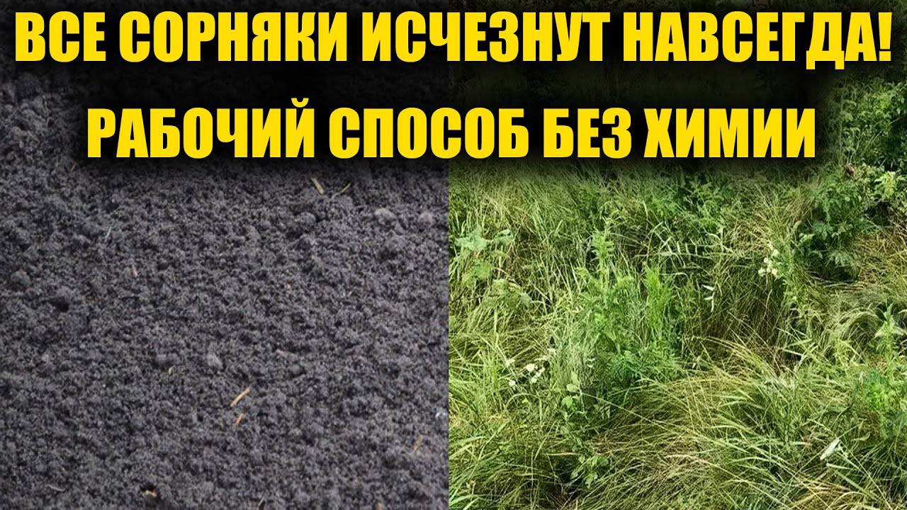 🌿 Сорняки БЕЗ химии — и навсегда! 😱 Жаль, что не попробовала это раньше