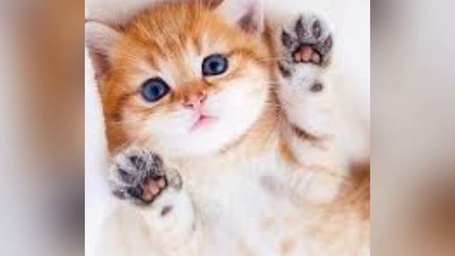 Милые котики 🐈