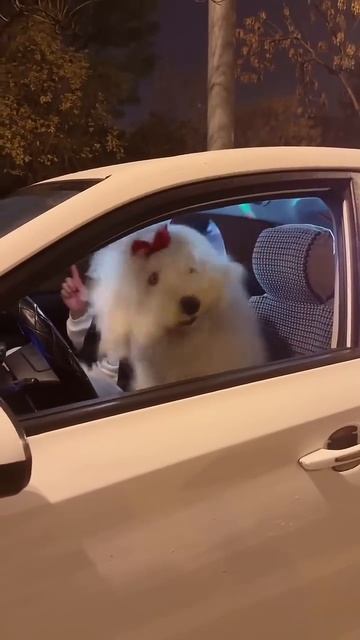 Does your dog have some dance moves too _ 👇 #shortsfeed #shorts