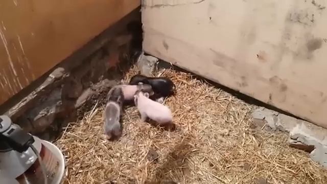 Неожиданная находка! Грибы-Зонтики и наш ремонт в усло