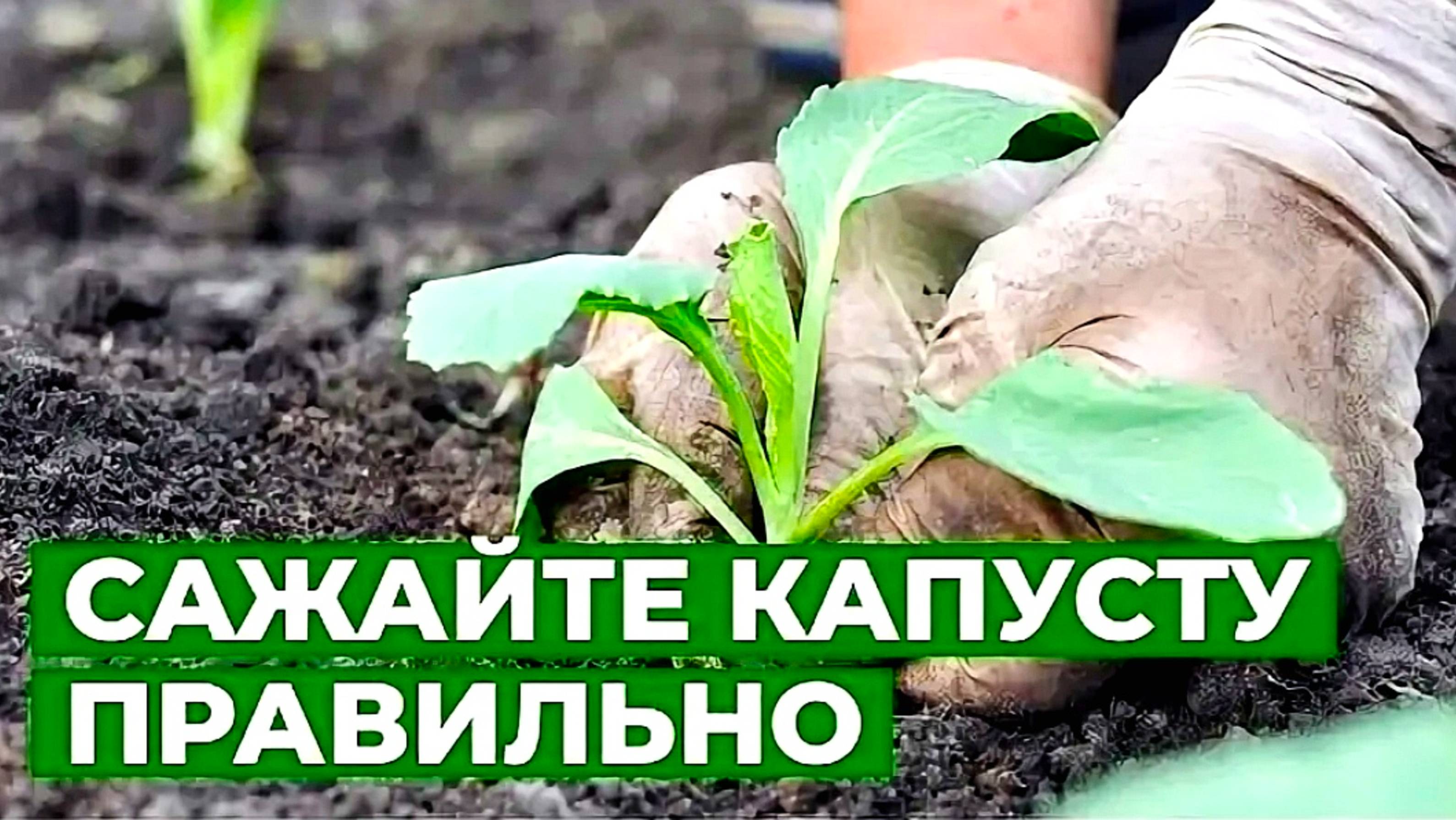 ПОСАДКА КАПУСТЫ В ОТКРЫТЫЙ ГРУНТ🥬