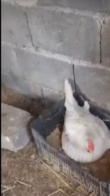 Клуша с котятами