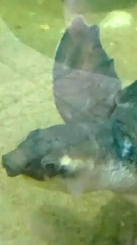 Свиноносая черепаха