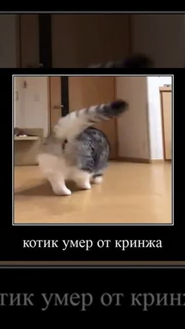 кот умер