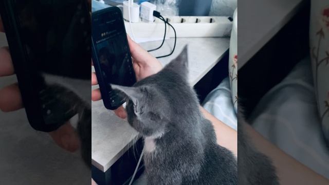 Кот-э тиктокер
