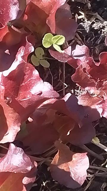 VID_20250528_133059.mp4