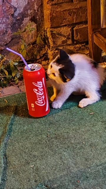Главная достопримечательность Стамбула-это кошки 🐈🐈⬛🐈