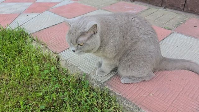 Кошка играет с ящерицей.🦎