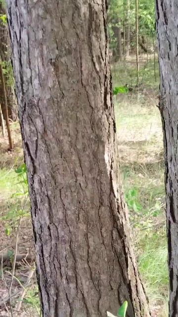 Белочка 🐿️