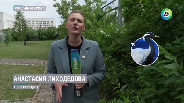 Журавли-красавки оказались на грани вымирания из-за отстрела во время миграций.