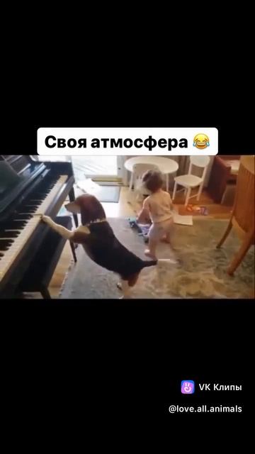 vkclips_20250524113108***