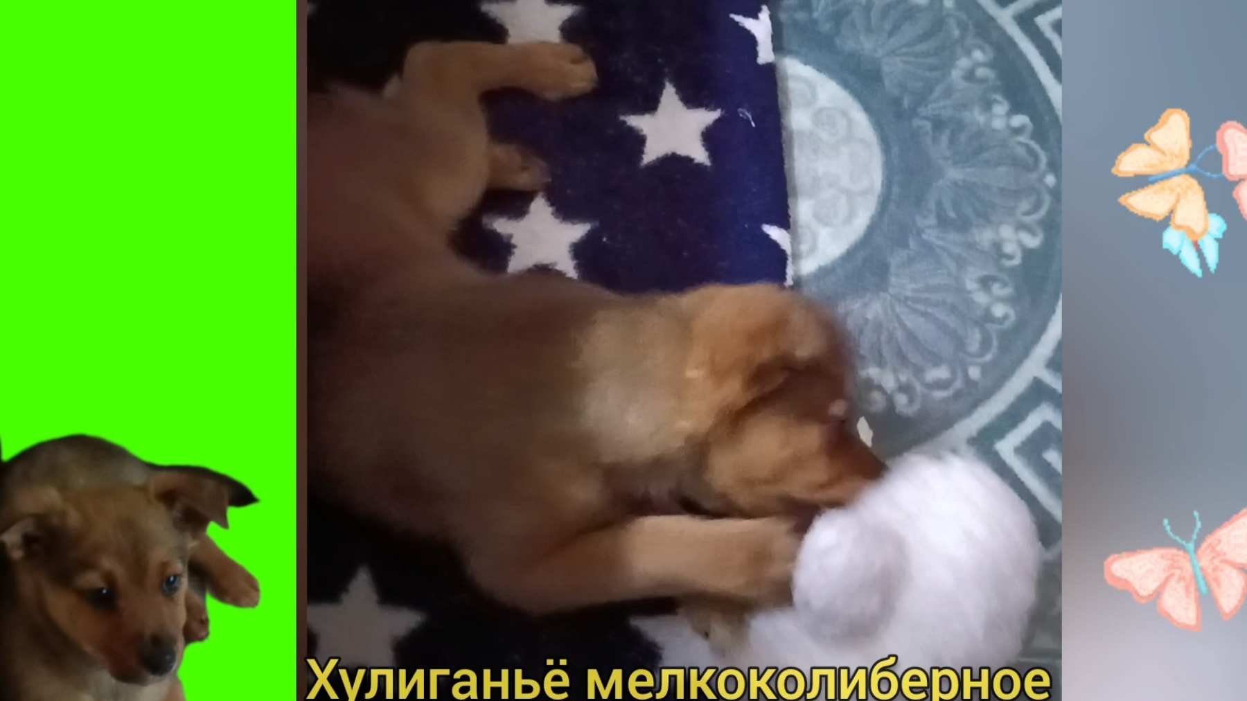 НИ МИНУТЫ ПОКОЯ - ХУЛИГАНЬЁ МЕЛКОКОЛИБЕРНОЕ